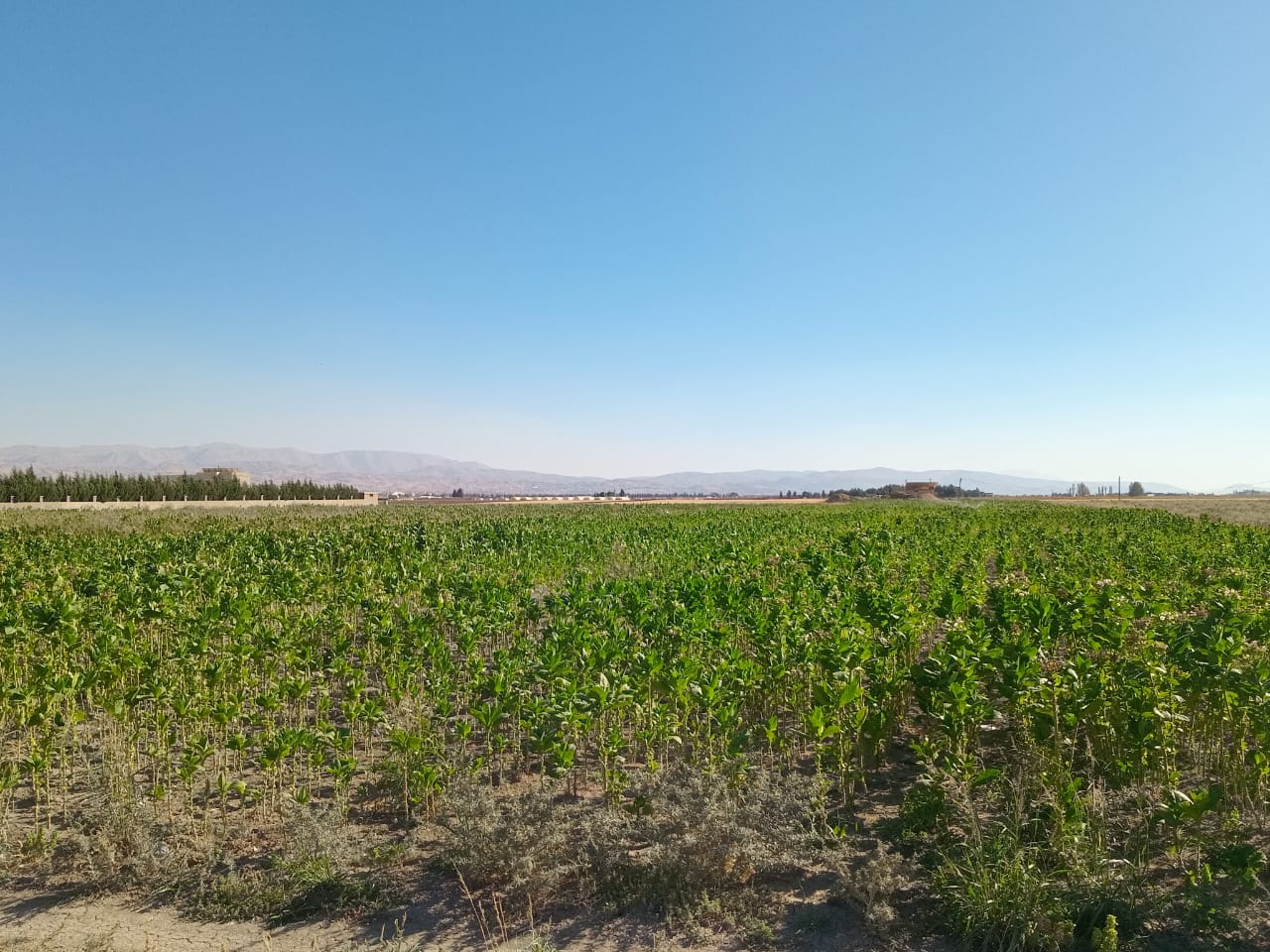 الحشيشة مجددًا في البقاع : تنظيم زراعة القنّب يحوّلها من نقمة الى نعمة