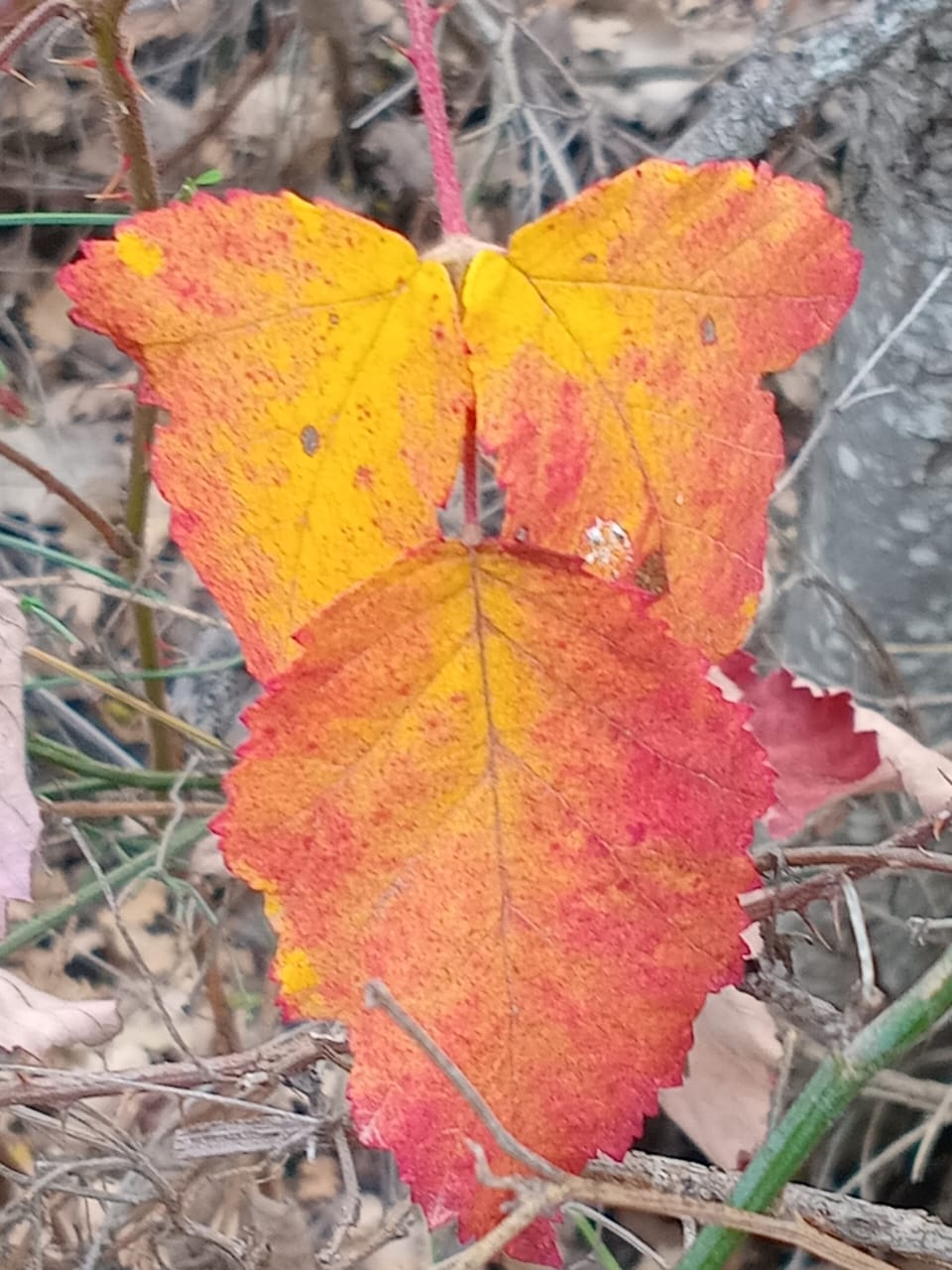 اشتاقت المسامع إلى معزوفة المطر