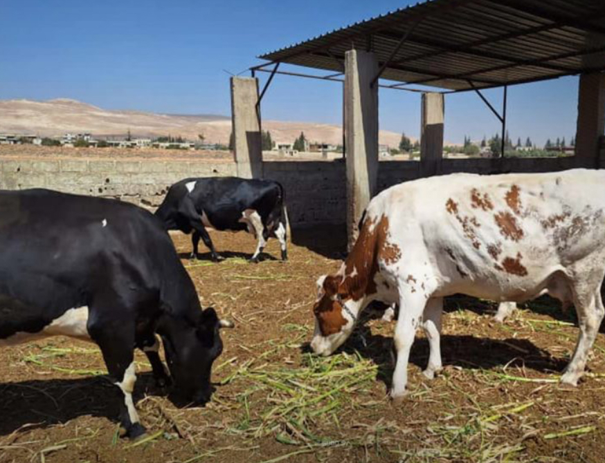 "الحمّى القلاعية" في البقاع والجنوب ولا لقاحات والغش باللحوم المجلّدة ينتشر بكثافة