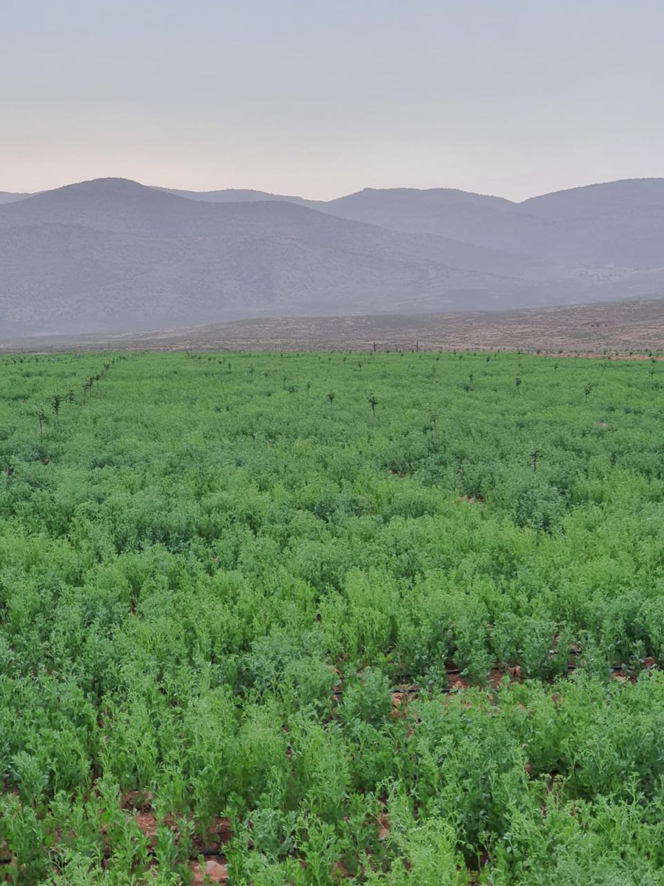 صورة توضيحية للمقال: شتاء مختلف في بعلبك الهرمل :  متساقطات إيجابية تنقذ المزارعين والآبار 