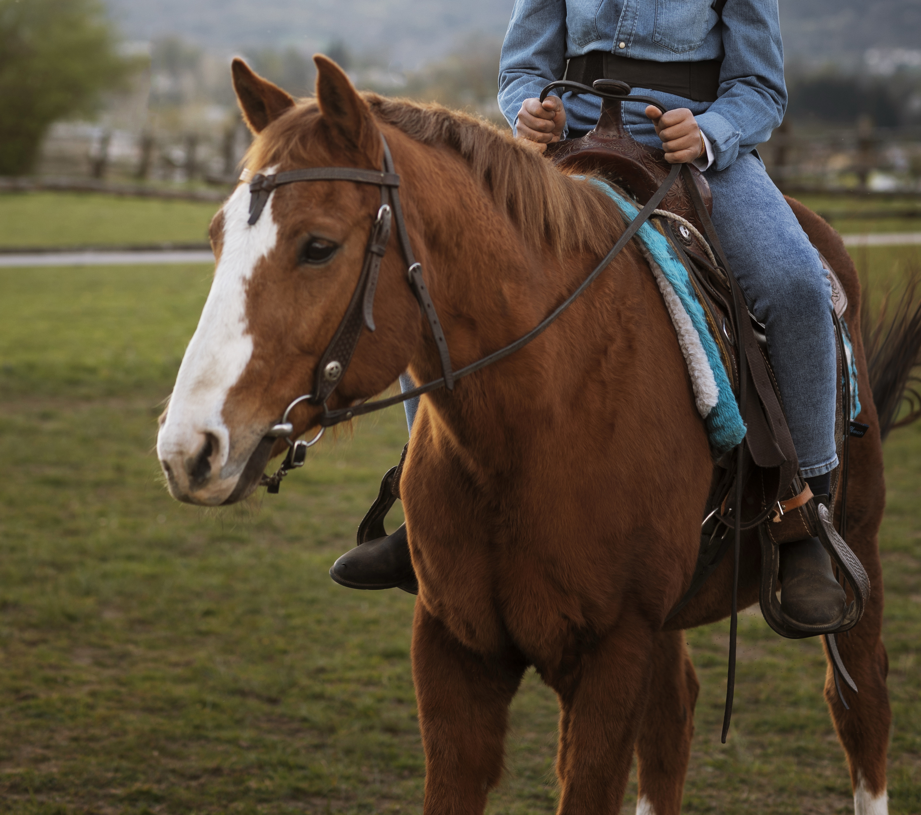 صورة توضيحية للمقال: ركوب الخيل :ترف ورياضة والجغرافيا تحكم الاسعار